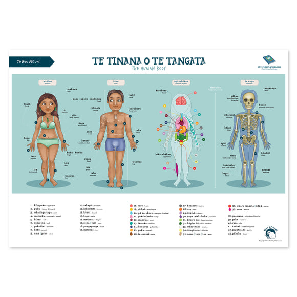 Te Reo Māori - A2 Poster - Human Body